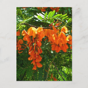 Scarlet Wisteria (Sesbania punicea) OBX NC Serie Postkarte