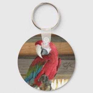 Scarletmacaw-Schlüsselanhänger Schlüsselanhänger
