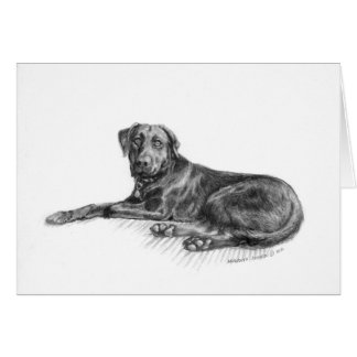 Scarlett das schwarze Labor