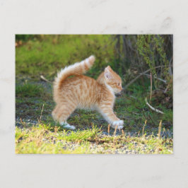 Scarycat Postkarte