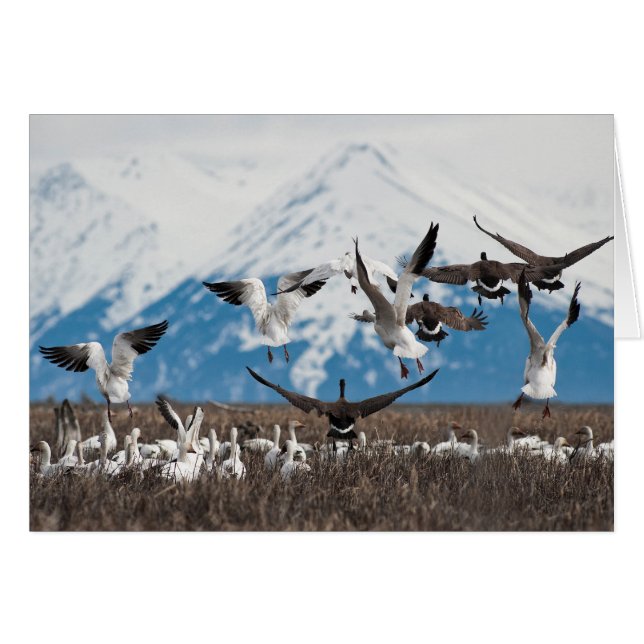 Scattering Geese (Vorderseite (Horizontal))