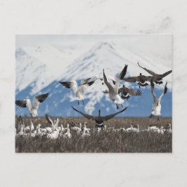 Scattering Geese Postkarte