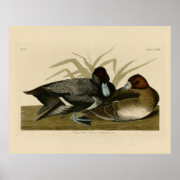 Scaup Enck (Lesser Scaup) Audubon Birds of America
