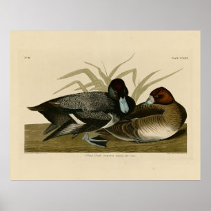 Scaup Enck (Lesser Scaup) Audubon Birds of America Poster