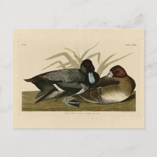 Scaup Enck (Lesser Scaup) Audubon Birds of America Postkarte
