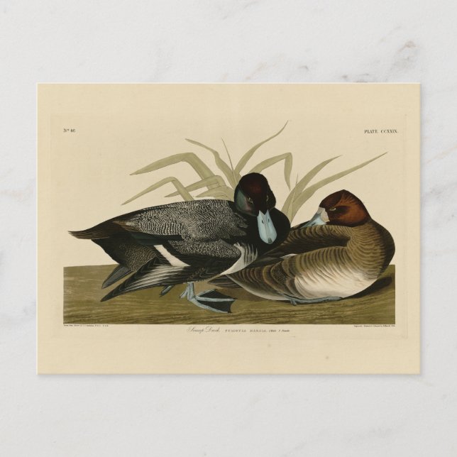 Scaup Enck (Lesser Scaup) Audubon Birds of America Postkarte (Vorderseite)