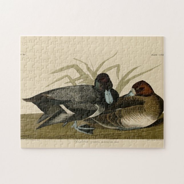 Scaup Enck (Lesser Scaup) Audubon Birds of America Puzzle (Horizontal)