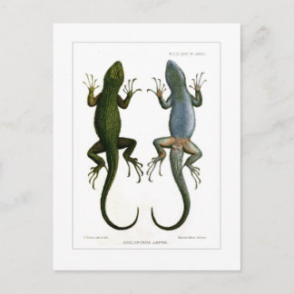 Sceloporus asper postkarte