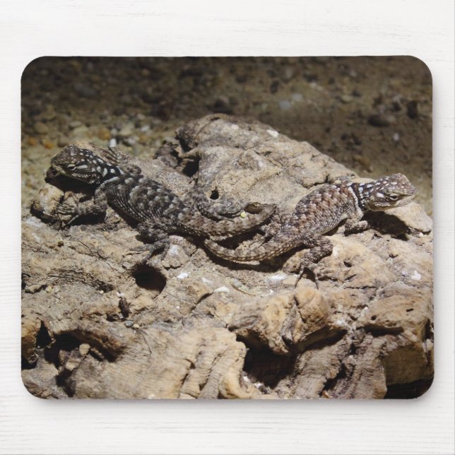 Sceloporus cyanogenes mousepad (Vorne)