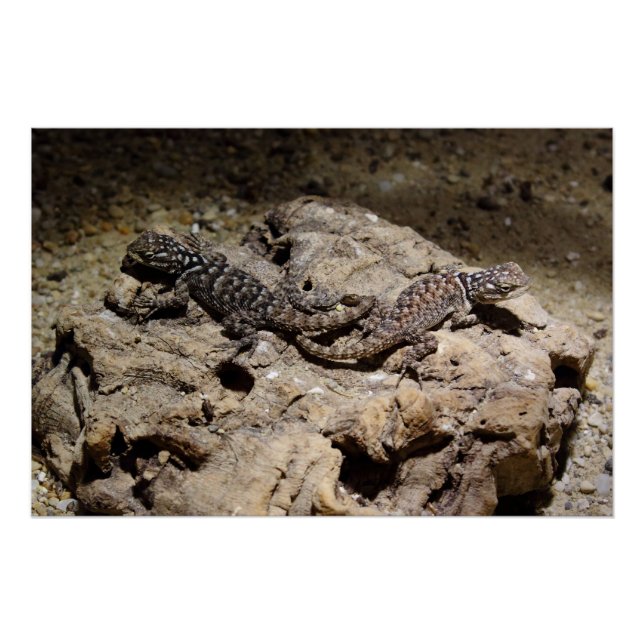 Sceloporus cyanogenes poster (Vorderseite)