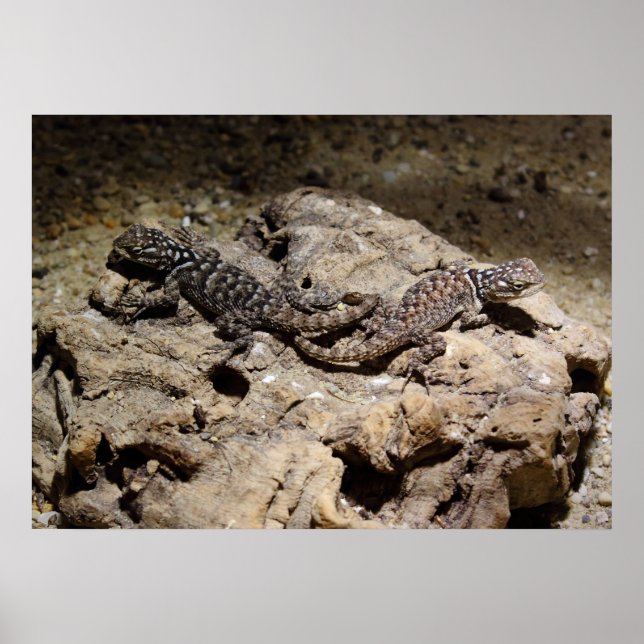 Sceloporus cyanogenes poster (Vorne)