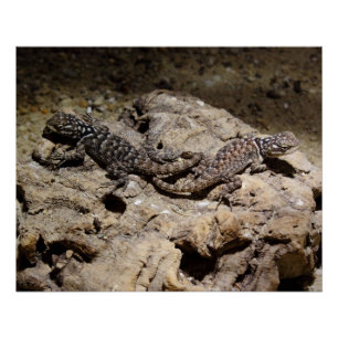 Sceloporus cyanogenes poster