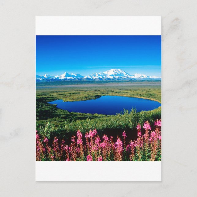 Scene Tundra Mount Mckinley Denali Alaska Postkarte (Vorderseite)
