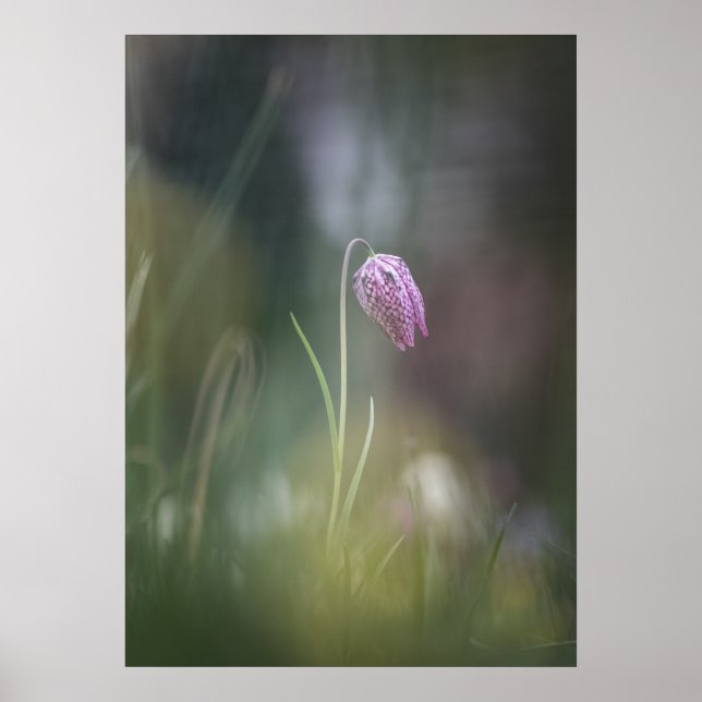 Schach-Blume Natur-Foto Poster (Vorne)