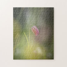 Schach-Blume Natur-Foto