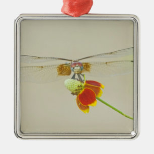 Schachbrett-Setwing (Dythemis fugax) auf mexikanis Silbernes Ornament