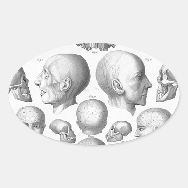 Schädel-Arten Ovaler Aufkleber (Vorderseite)
