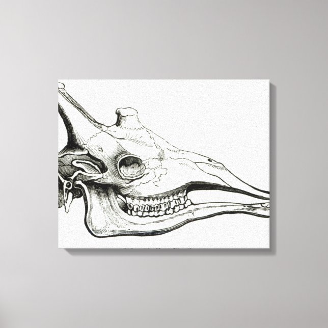 Schädel einer Giraffe Leinwanddruck (Vorderseite)