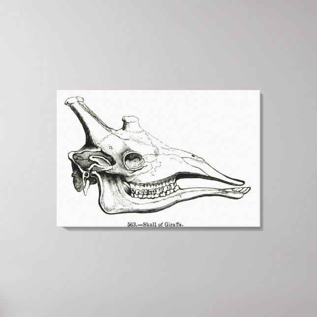 Schädel einer Giraffe Leinwanddruck (Vorderseite)