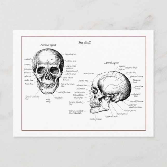 Schädel Postkarte (Vorderseite)