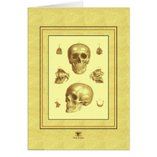 "Schädel-Sammlung "