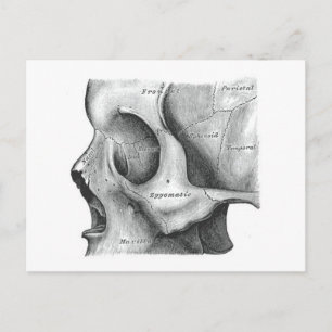 Schädel und Wirbelsäule Postkarte