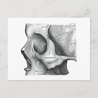 Schädel und Wirbelsäule Postkarte