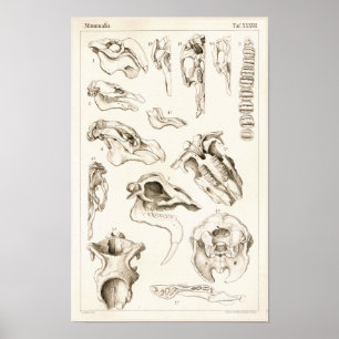 Schädel von Säugetieren Veterinär-Manati-Anatomied Poster