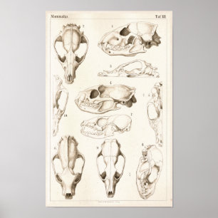 Schädel von Säugetieren Veterinäranatomie Druck Poster