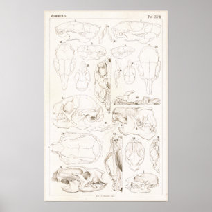 Schädel von Säugetieren Veterinäranatomie Druck Poster