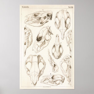 Schädel von Säugetieren Veterinäranatomie Druck Poster