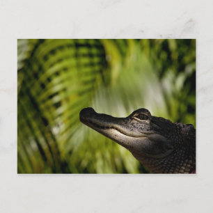 Schady Alligator-Postkarte Postkarte