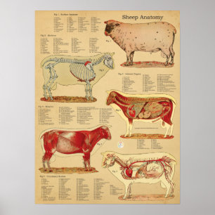 Schaf-Anatomie-Atlas-Diagramm Poster