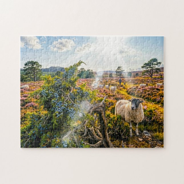 Schaf auf Heide mit Wacholderbaum Puzzle (Horizontal)