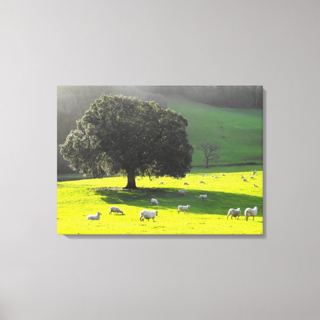 Schaf in der Morgensonne Leinwanddruck (Vorderseite)