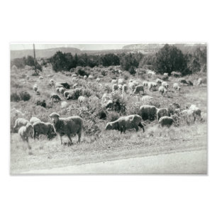 Schaf Monochrome Bauernhof Tier Süße Herde Antik Fotodruck