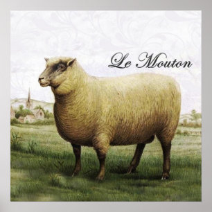 Schaf-Plakat Poster