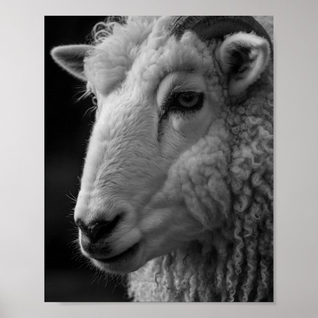 Schaf Schwarz-Weiß-Studio-Wandkunst Poster (Vorne)