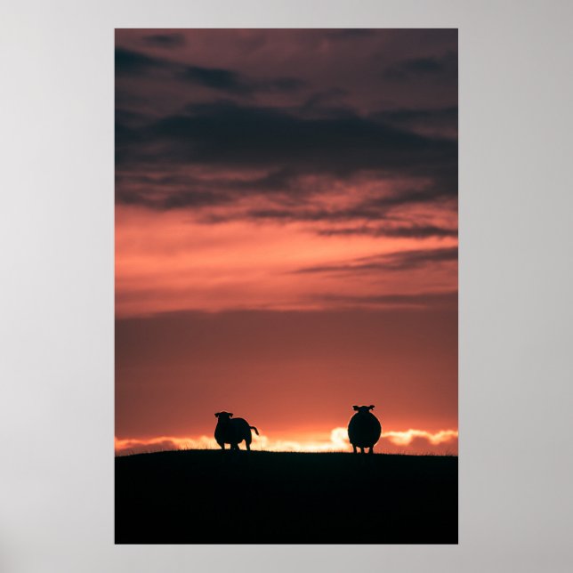 Schaf Sonnenuntergang Naturfoto Poster (Vorne)