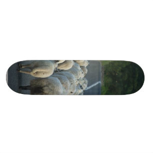 Schaf-Straßen-Lämmer Skateboard
