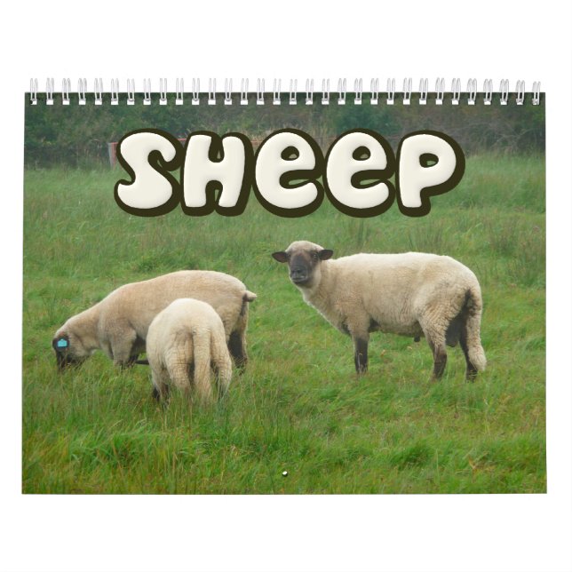 Schaf-Wandkalender Kalender (Titelbild)
