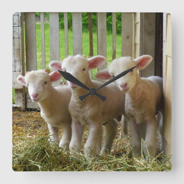 Schaf wirft quadratische Uhr (Vorderseite)
