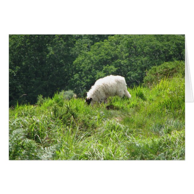 Schafe 2 (Vorderseite (Horizontal))