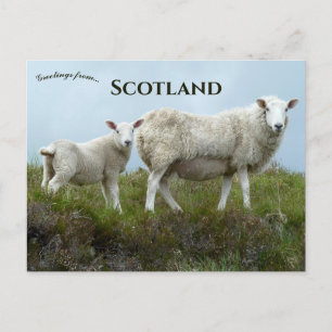 Schafe auf der Isle of Skye Schottland  Postkarte