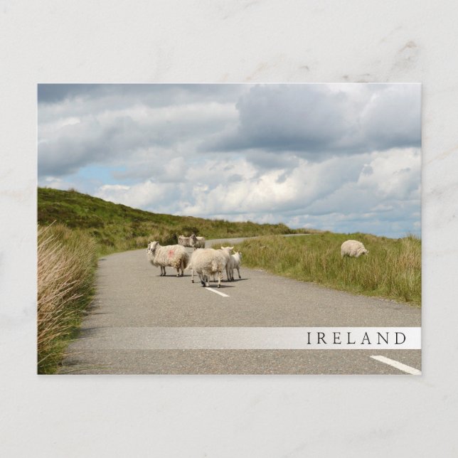 Schafe auf der Straße in Irland Bar postcard Postkarte (Vorderseite)