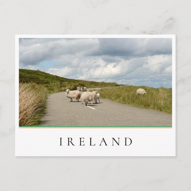 Schafe auf der Straße in Irland Postkarte (Vorderseite)