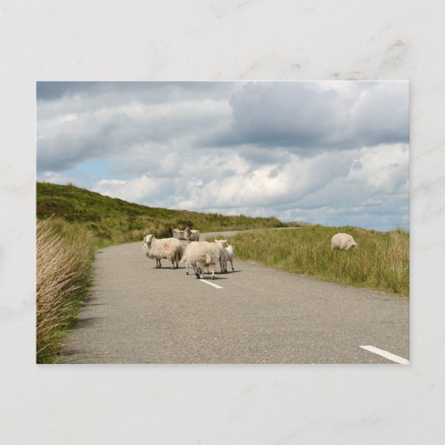 Schafe auf der Straße in Irland Postkarte (Vorderseite)