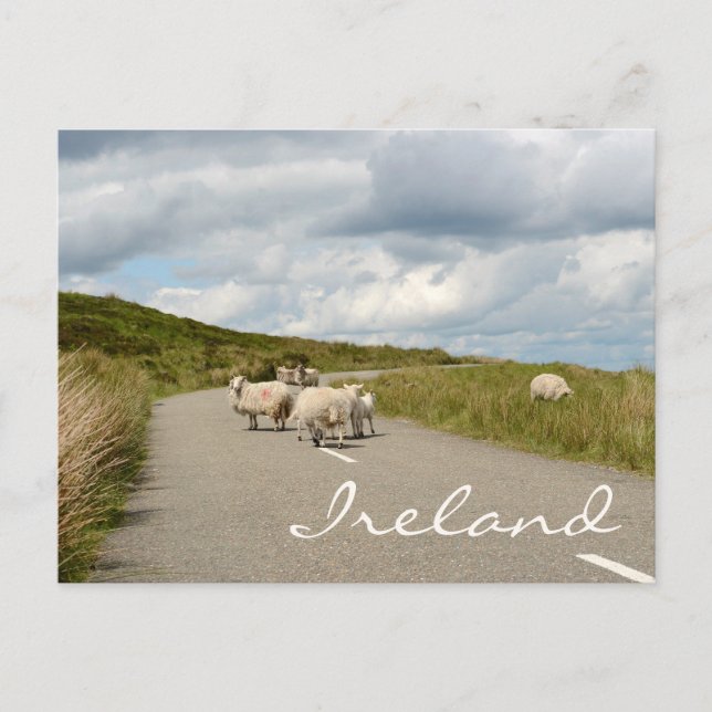 Schafe auf der Straße in Irland Text Postkarte (Vorderseite)