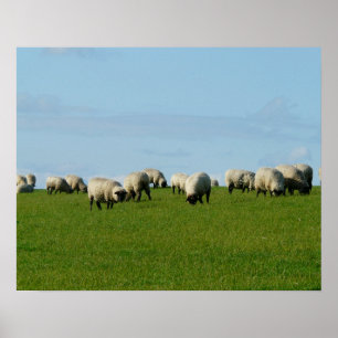 Schafe auf einem Hügelposter Poster