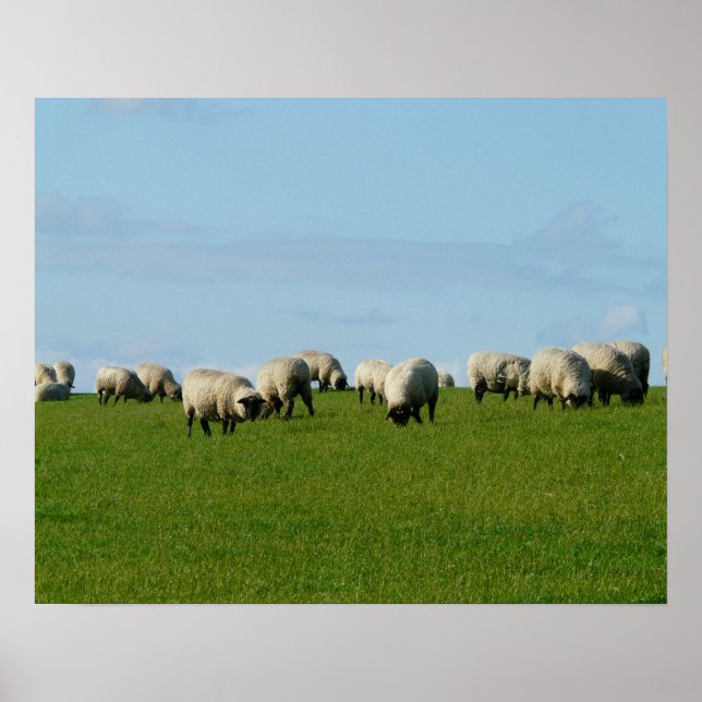 Schafe auf einem Hügelposter Poster (Vorne)